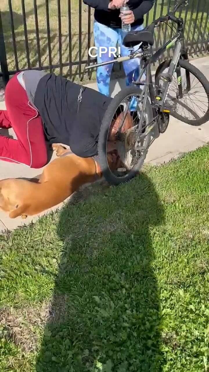 Le salvó la vida a un perro haciéndole RCP