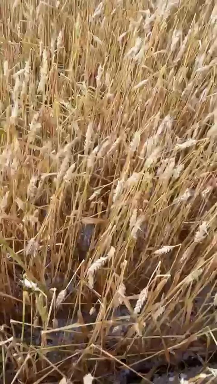 Así quedó un lote en el sudeste bonaerense por la piedra