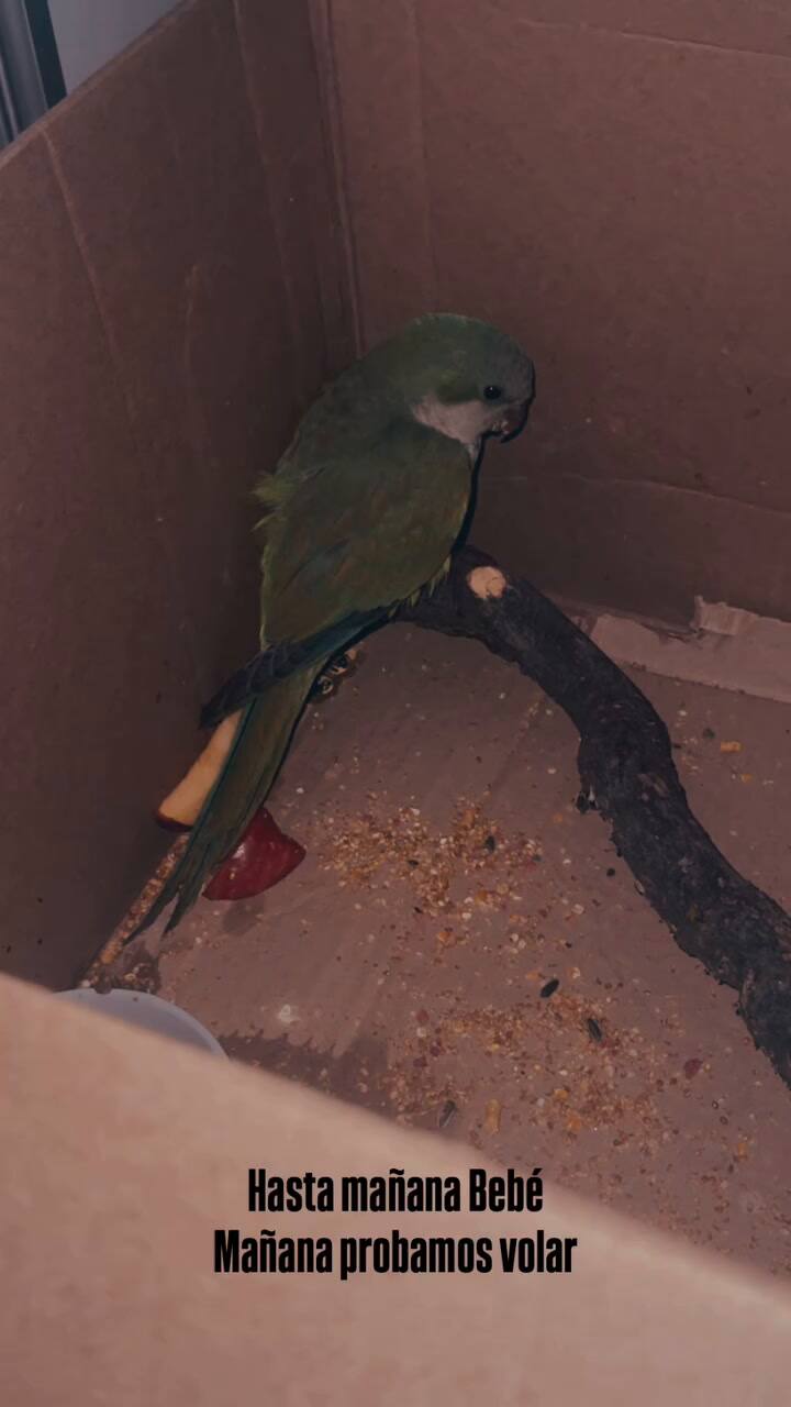 Así es la casita que le crearon para que pueda estar tranquila