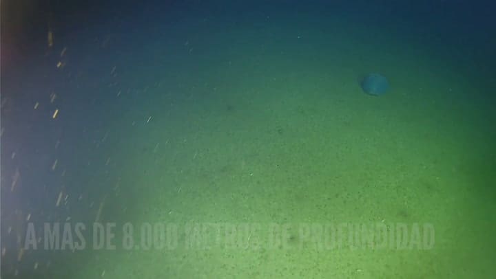 Estremecedor hallazgo en la Fosa de Atacama