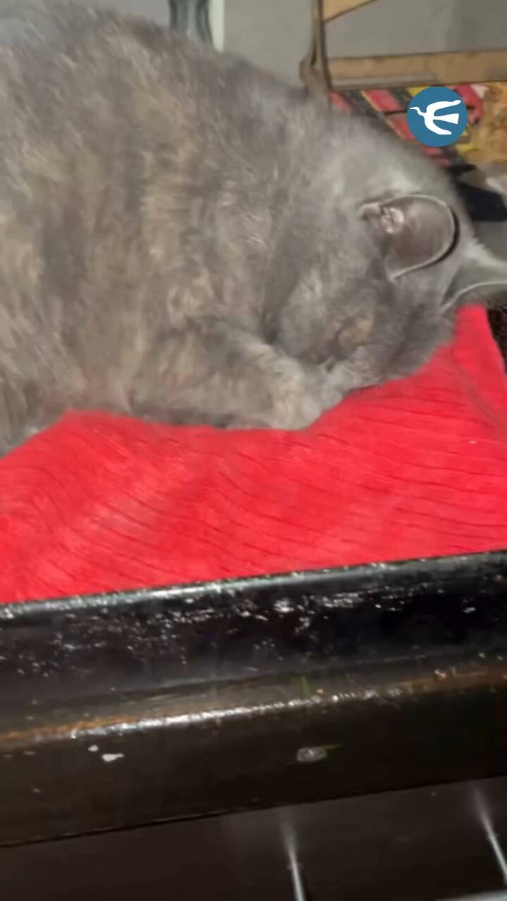 El insólito lugar que eligió una gata para dormir