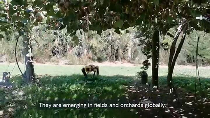 Spot, el primer perro pastor robot