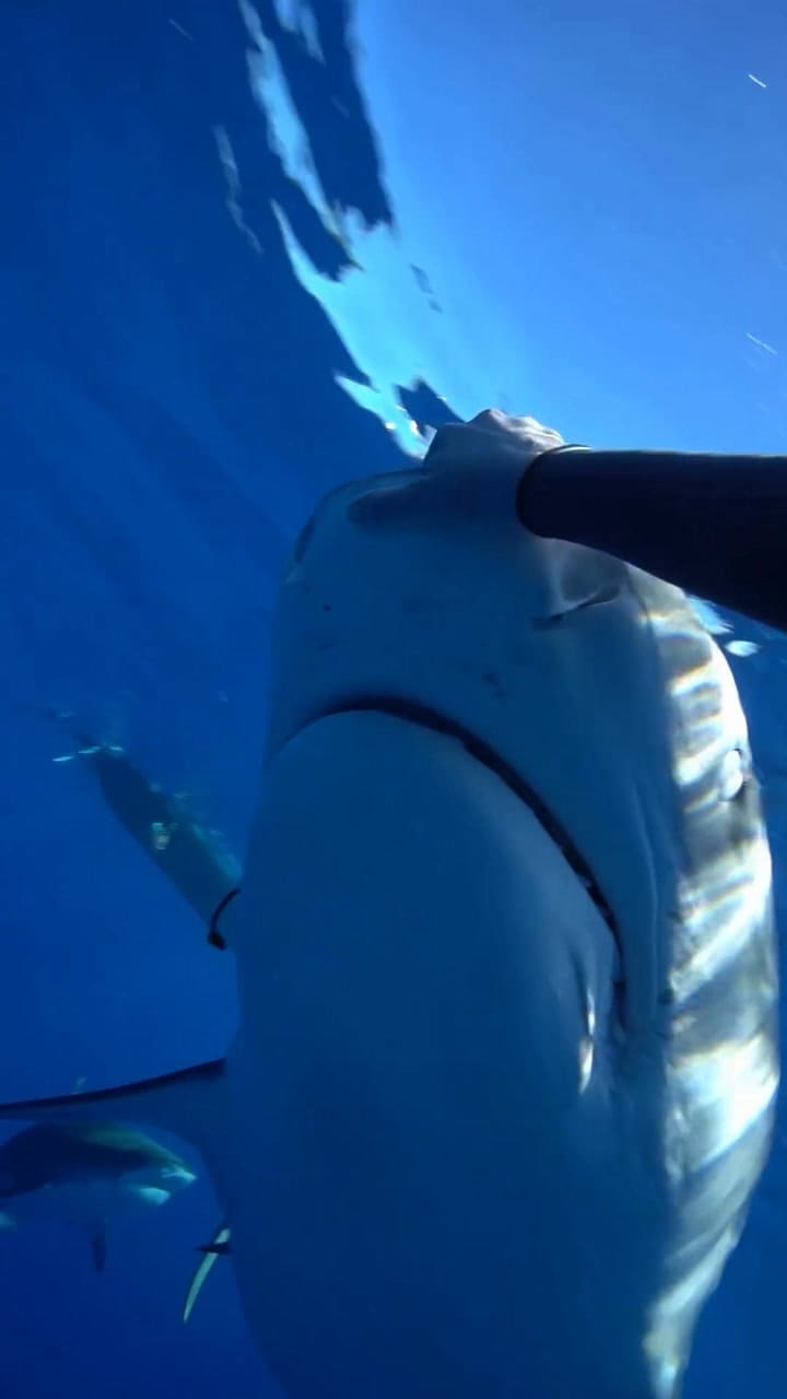 Snapinsta.app Video 316151905 1069630054164905 1359211597563839579 N