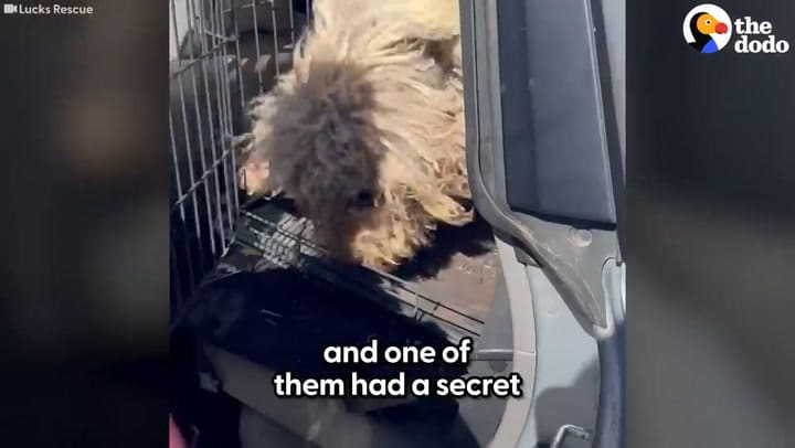 La emotiva historia de dos perros rescatados