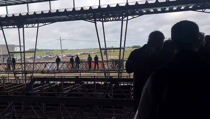 Día de prueba de operación en el nuevo Mercado Agroganadero