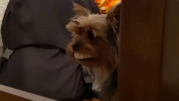 El divertido episodio entre un perro y una dentadura falsa en plena cuarentena