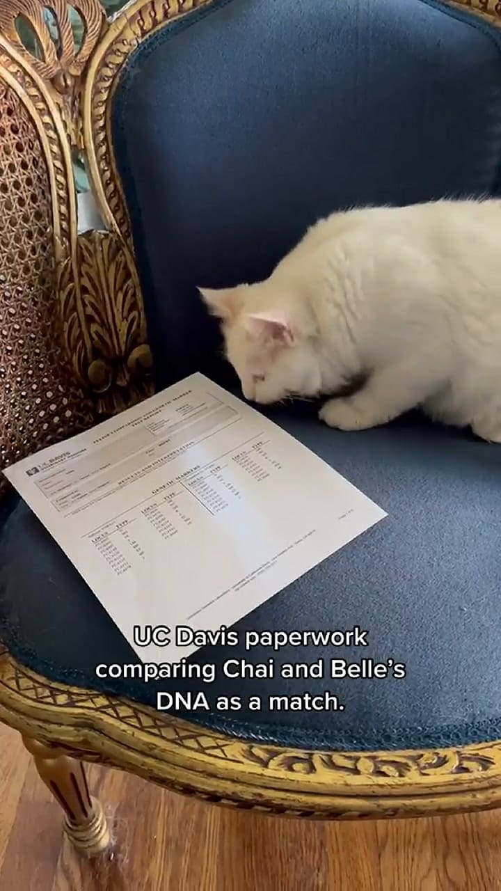 Una mujer pagó una fortuna para clonar a su gato muerto: “Era mi alma gemela”