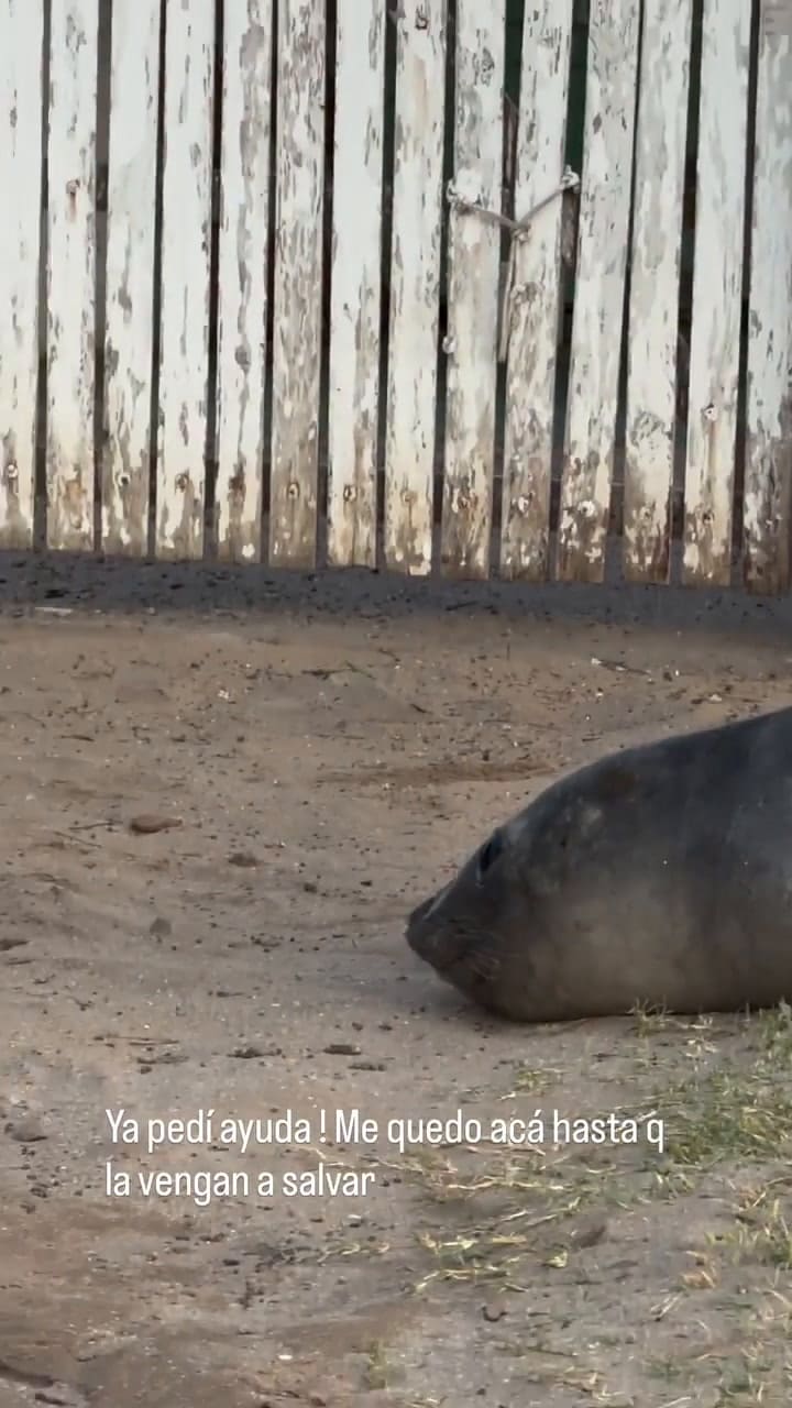 Nora Colosimo encontró una foca perdida en Cariló