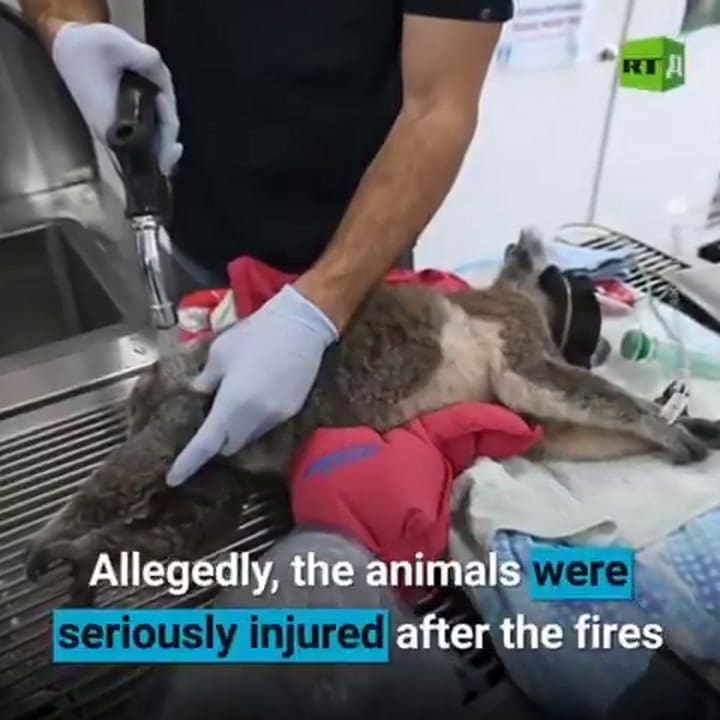 Indignación en Australia: el gobierno avaló la matanza de cientos de koalas y los balearon desde helicópteros