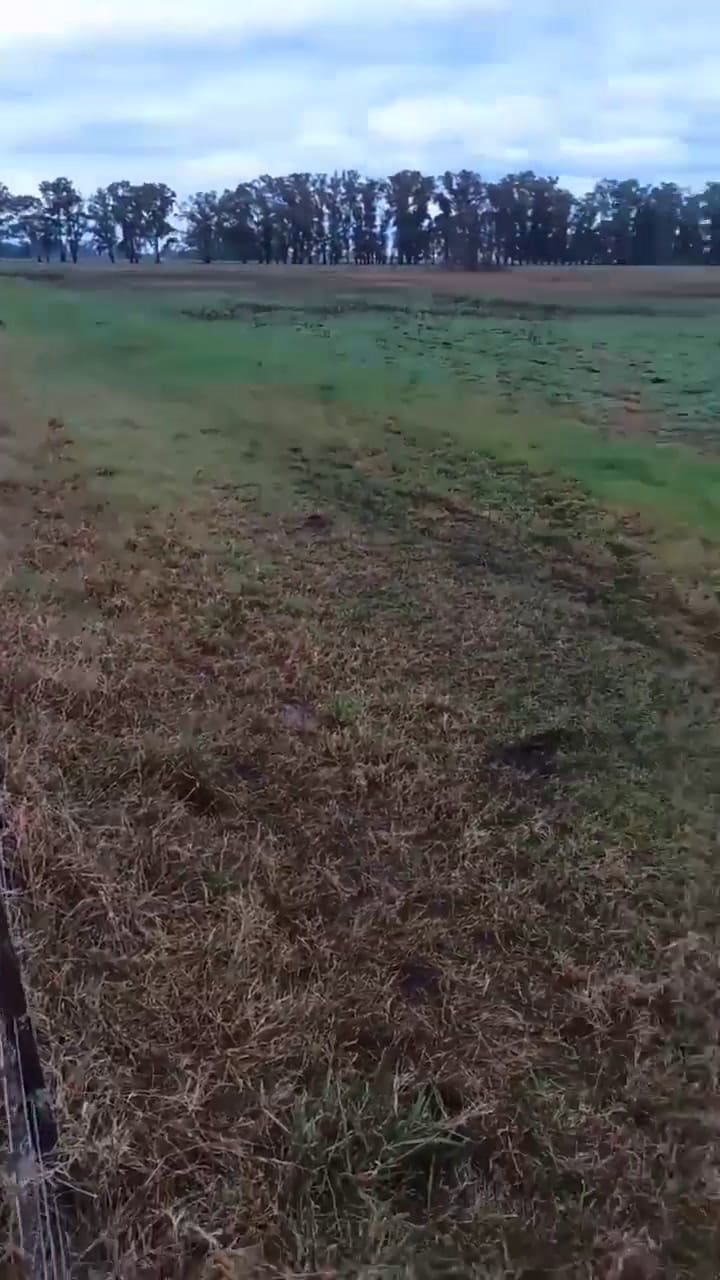 Un rayo mató los animales que estaban en el medio del campo