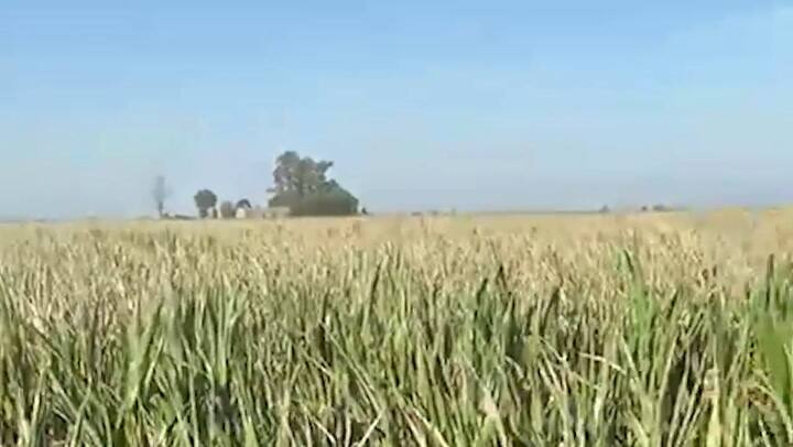 Por la sequía le dan maíces a las vacas en el sur de Santa Fe