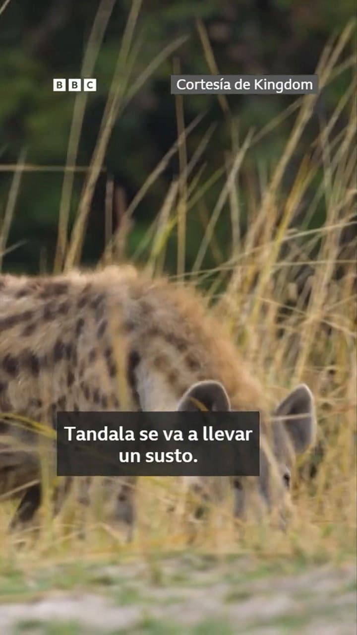 Un león salvó a una hiena preñada de una jauría de perros salvajes