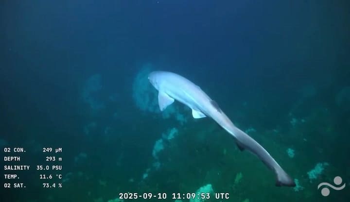 El tiburón gris que fue visto durante la expedición en Uruguay