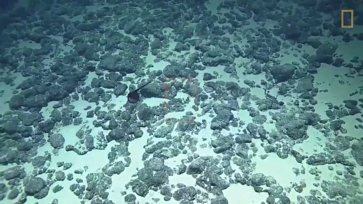 La rara criatura marina que sorprendió a unos buceador - Fuente: National Geographic