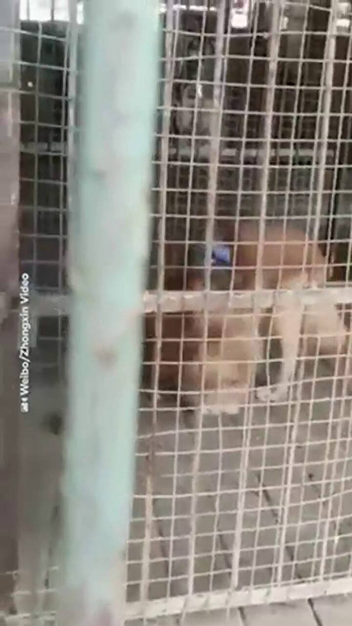 Reemplazaron a un león por un perro golden retriever en un zoológico