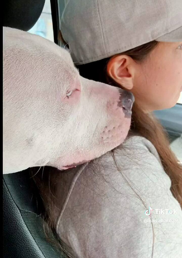 El Uber para perros que se volvió viral