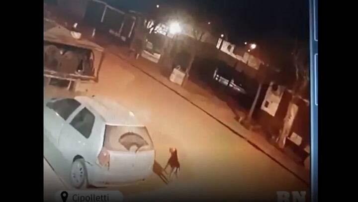 Un hombre mató a un perro de un disparo en la vía pública