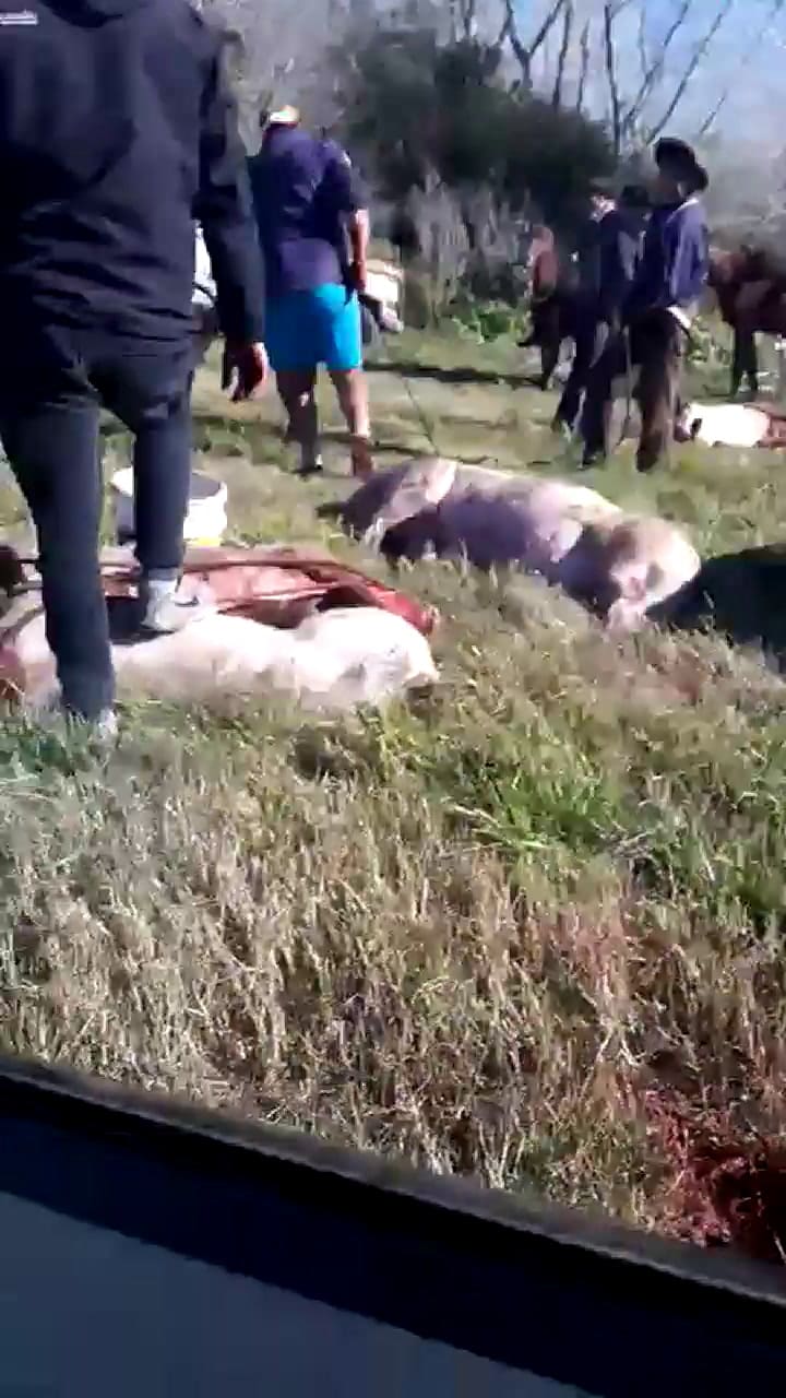 Un cerdo revolcando en el piso