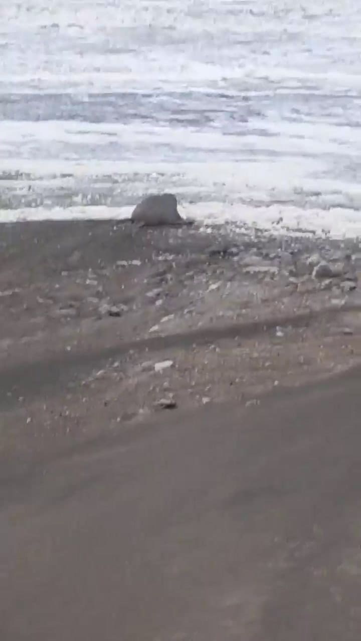 El regreso de Kó al mar luego de un mes de cambiar el pelaje. Fuente: Facebook Radio Comunidad Claro