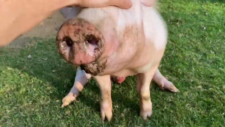 El momento en que salvaron al cerdo Diosito