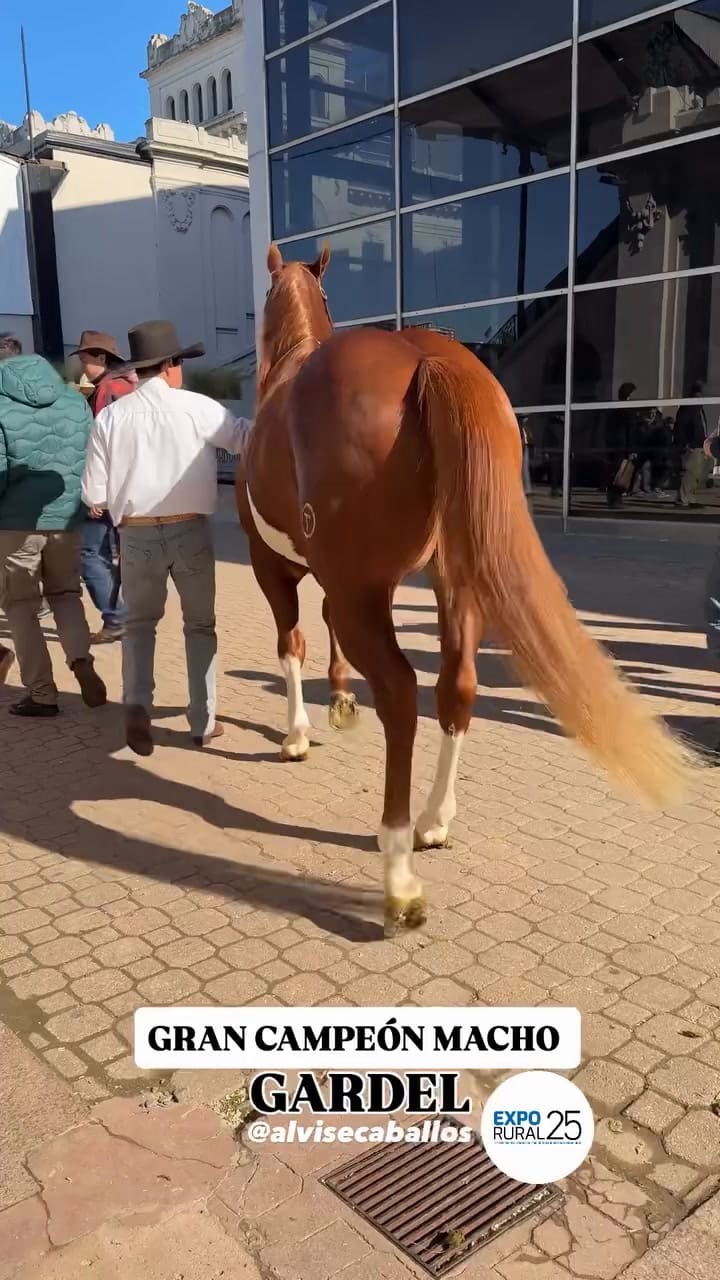 Gardel fue Gran Campeón macho, en la Exposición Rural de Palermo