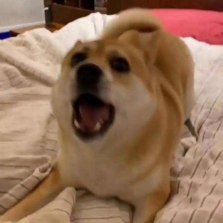 Tokio, el alegre perrito de Gustavo Sofovich - Fuente: Instagram