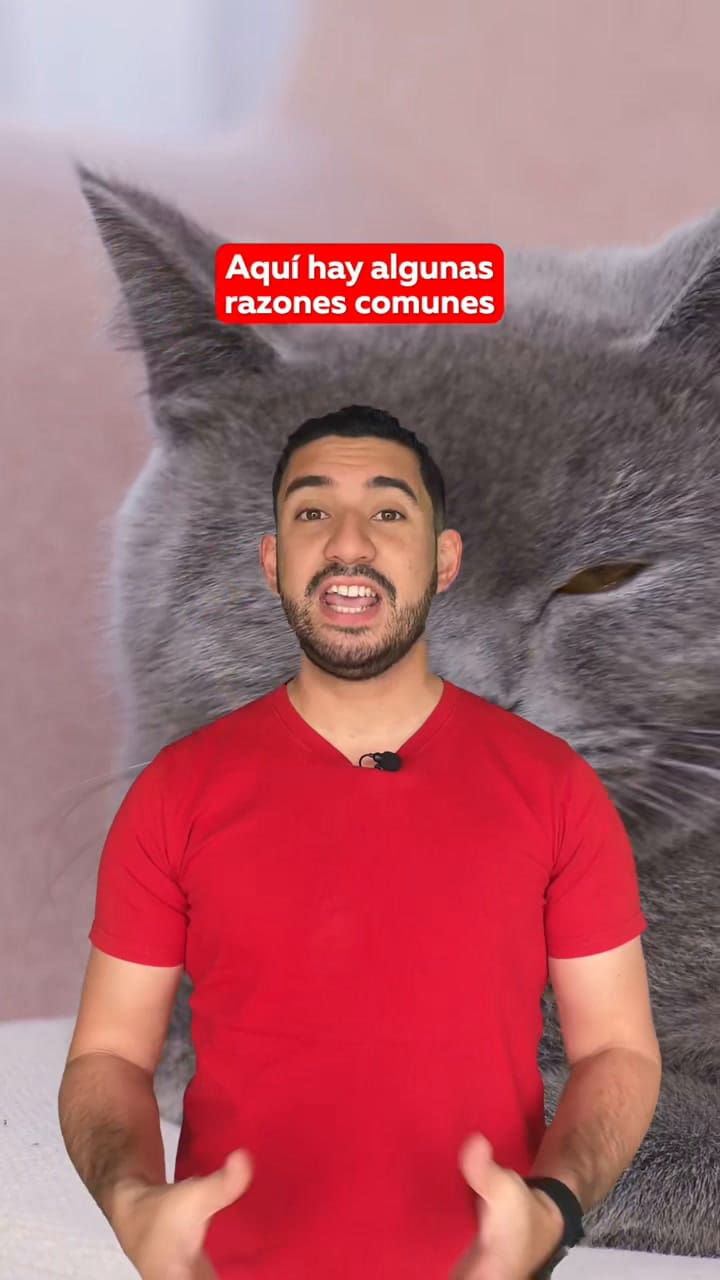 Cómo curar la halitosis en los gatos
