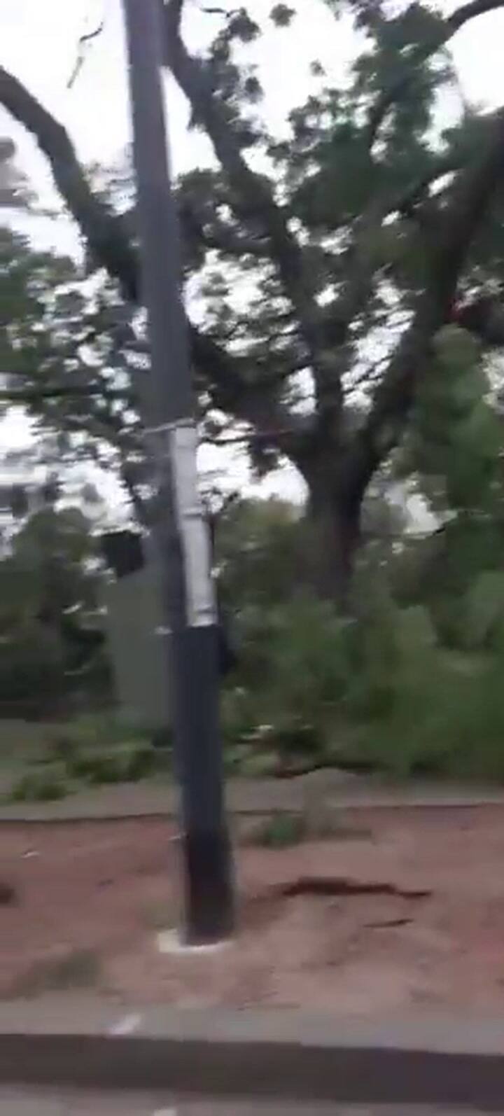 Los árboles caídos tras el temporal en el AMBA