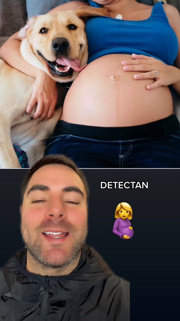 Cómo hacen los perros para detectar que una mujer está embarazada