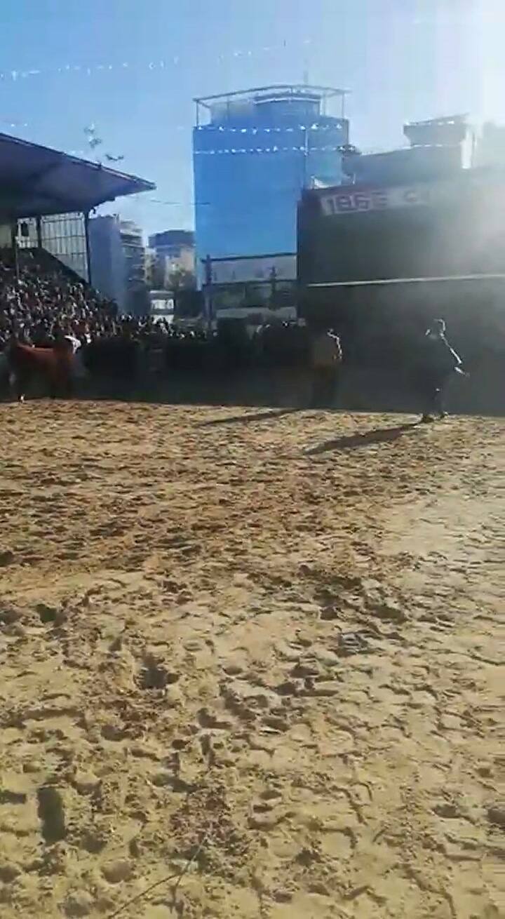 Jura del gran campeón macho