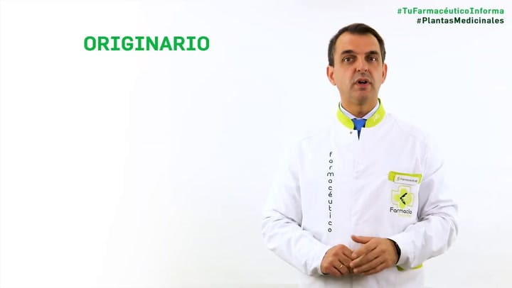 La planta ancestral que ayuda a mejorar la memoria y fortalece el cerebro