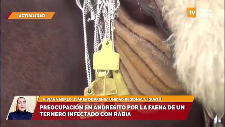 Robaron y faenaron un ternero que podría tener rabia