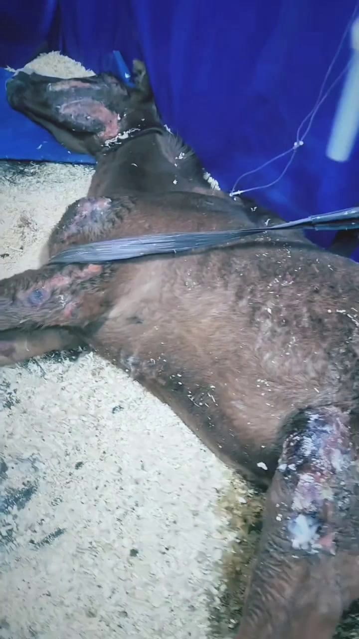 Algunos caballos llegan a la ONG en situaciones de extrema vulnerabilidad