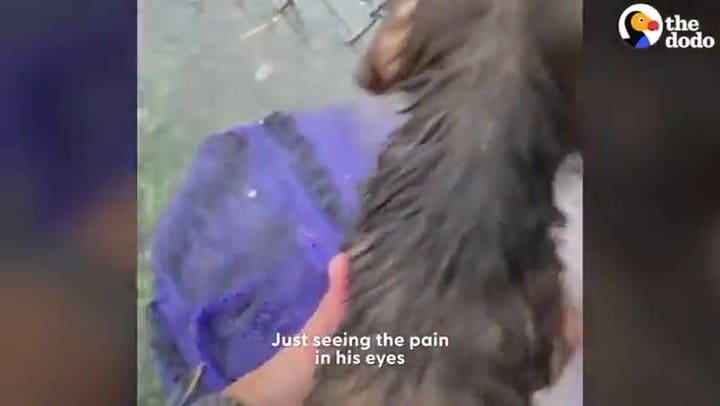 Lo abandonaron en una cancha, lo encontraron cuando parecía que ya había decidido morir, y le dieron una segunda oportunidad