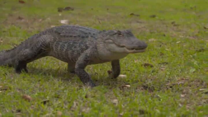 Estas son las tres claves efectivas para protegerse del ataque de un caimán