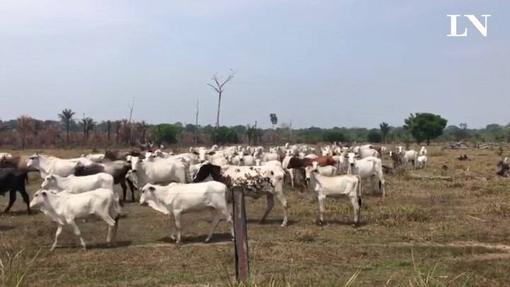 La ganadería, la principal causa de deforestación en la Amazonia - Crédito: Alberto Armendáriz