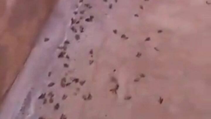 Explosión demográfica de chinches agua