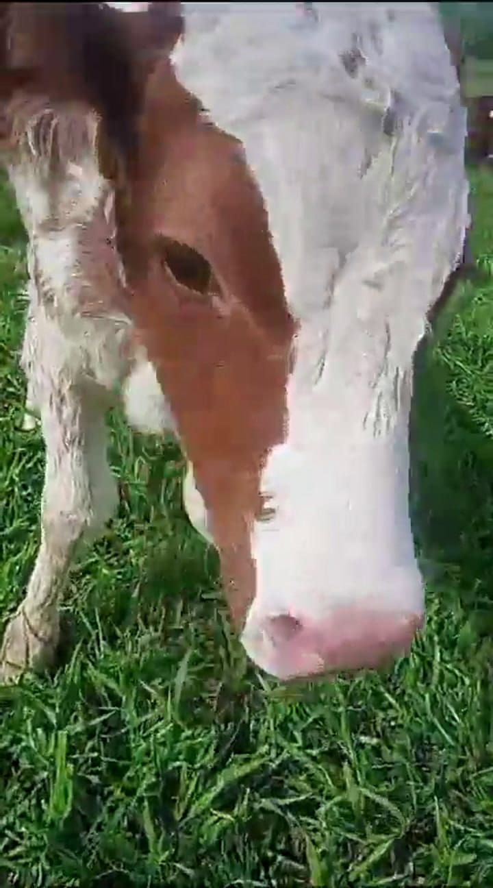 Terneros Sobrevivientes