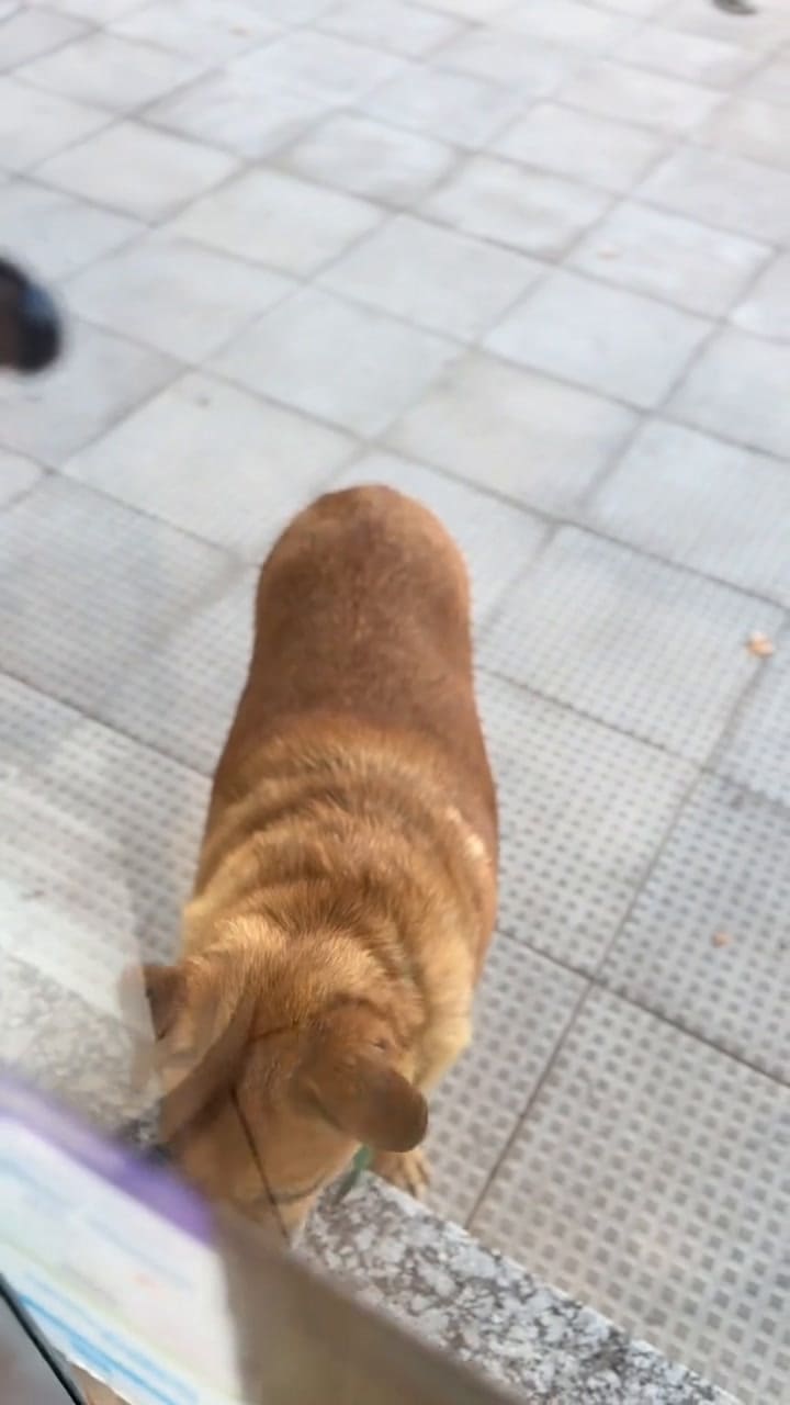 El video que muestra a Osito durmiendo en la veterinaria