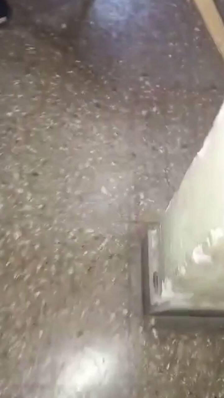 Cerraron un colegio de La Plata por una invasión de ratas