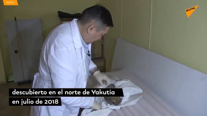 Siberia: hallaron una impresionante cabeza de lobo gigante de más de 30 mil años