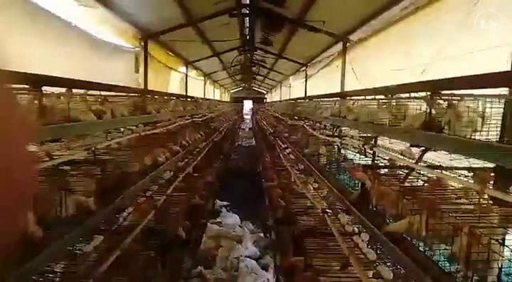 Gallinas muertas por la ola de calor