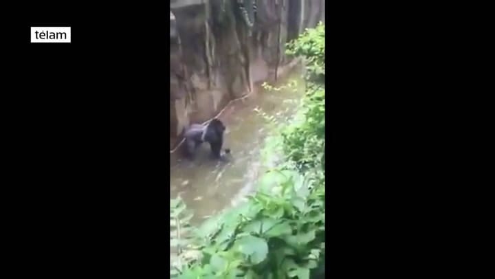 Matan a un gorila en un Zoo de Cincinnati para salvar a un niño que cayó al foso