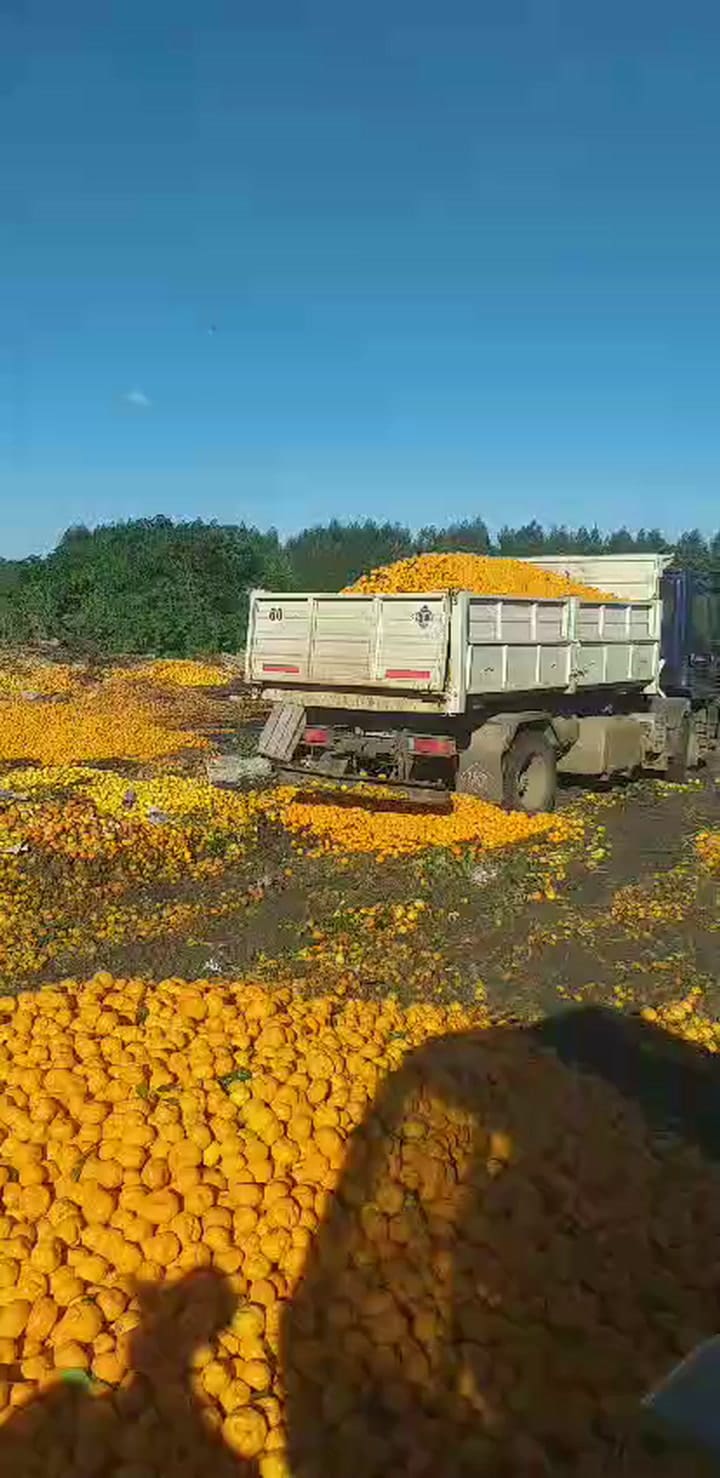 Tiran naranjas porque no llegan a cubrir los costos con lo que les pagan