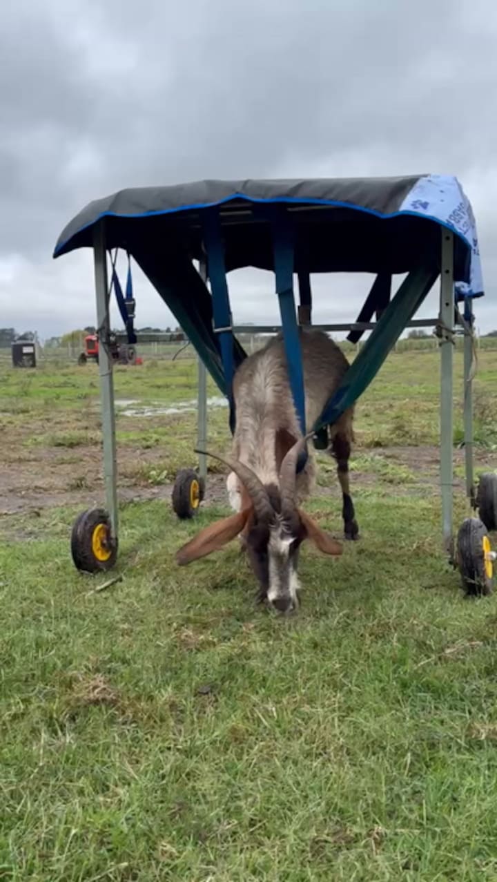 El animal tiene que volver a aprender a caminar por las lesiones sufridas
