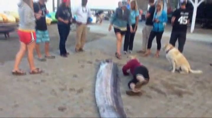 El Pez Que Predice Terremotos Aparece Por Segunda Vez En Una Playa De California