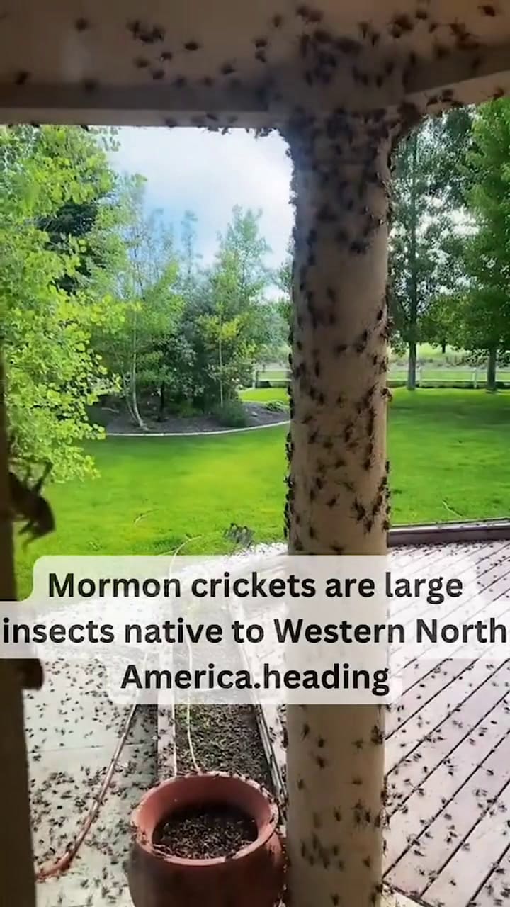 Un enjambre de grillos caníbales invadieron en Nevada