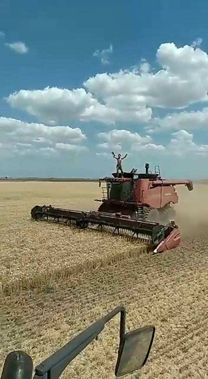El festejo en el techo de una cosechadora en plena acción