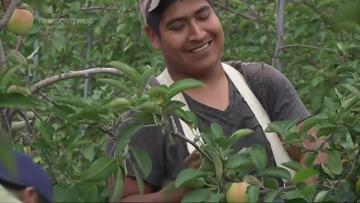 A Key To Protecting Apples From Climate Change Might Be Hiding In Michigan’s Forests AP News