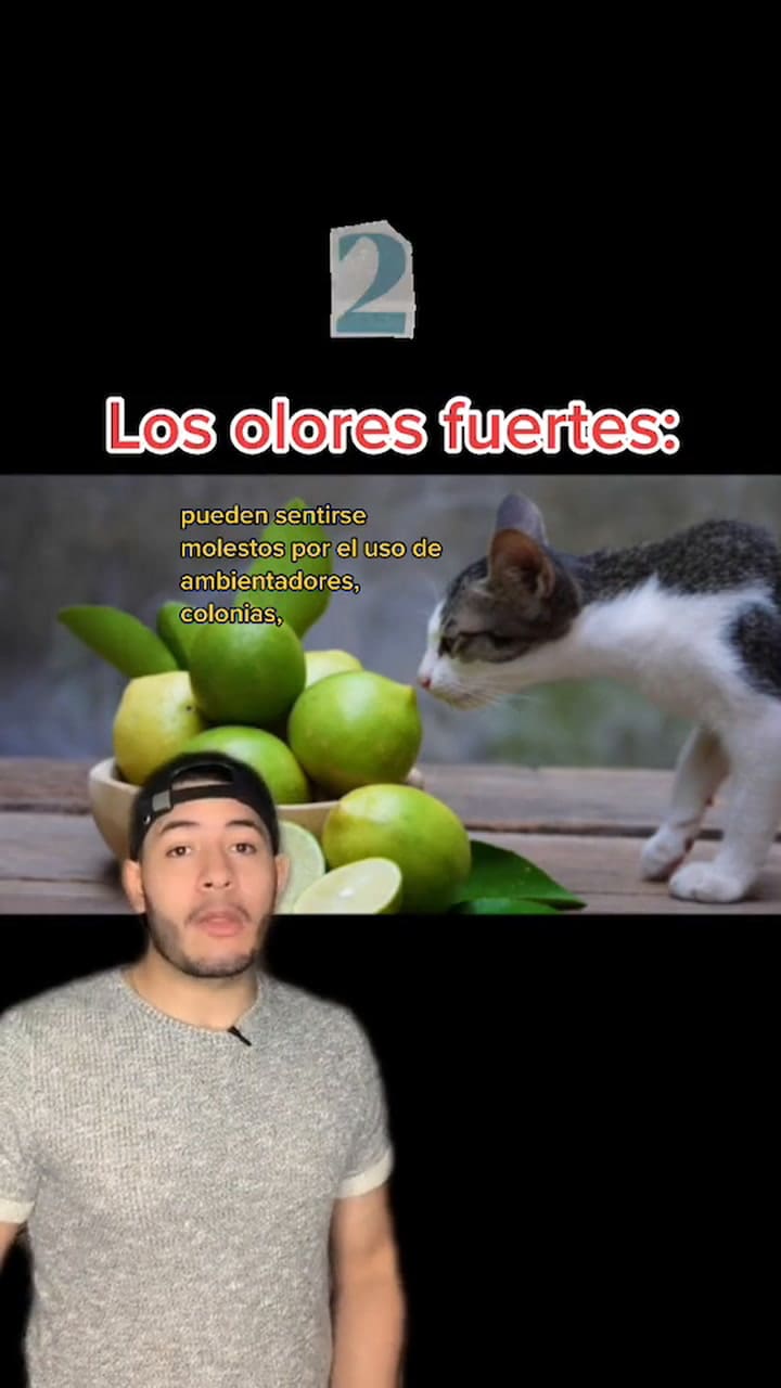 5 Cosas Que Los Gatos Odian De Los Humanos #5cosasdehoy #Losgatos #Odian #Odioaloshumanos #Felinoslove (1)